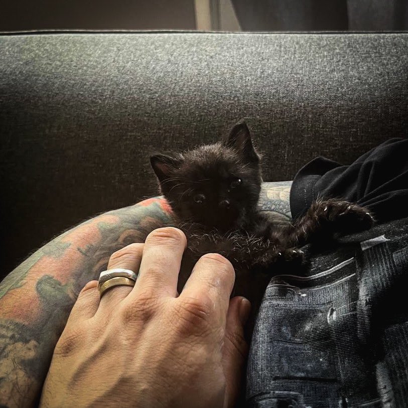 gene138's tweet photo. Meet Morpheus 🖤 https://t.co/eyv5XGGja8