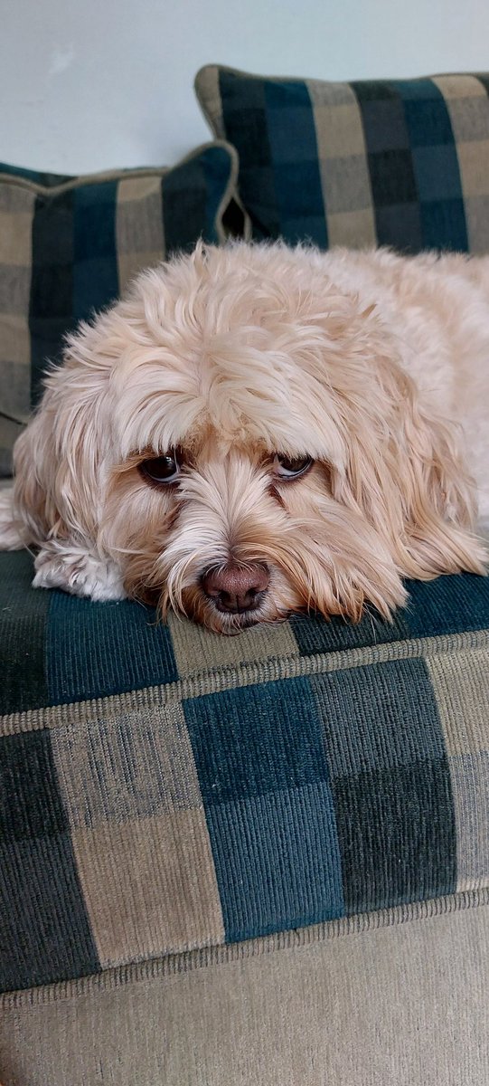 DonohueHazel's tweet photo. Grumpy dog on #InternationalDogDay https://t.co/5z1X2I5Oce