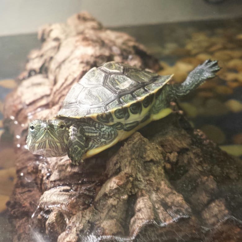 Rafael is camera ready!  🐢😍 Do you have an exotic pet at home? SHARE a picture of your reptile chilling out in their enclosures with us! 🦎🐍 #pspmobile #petsuppliesplus #minusthehassle
