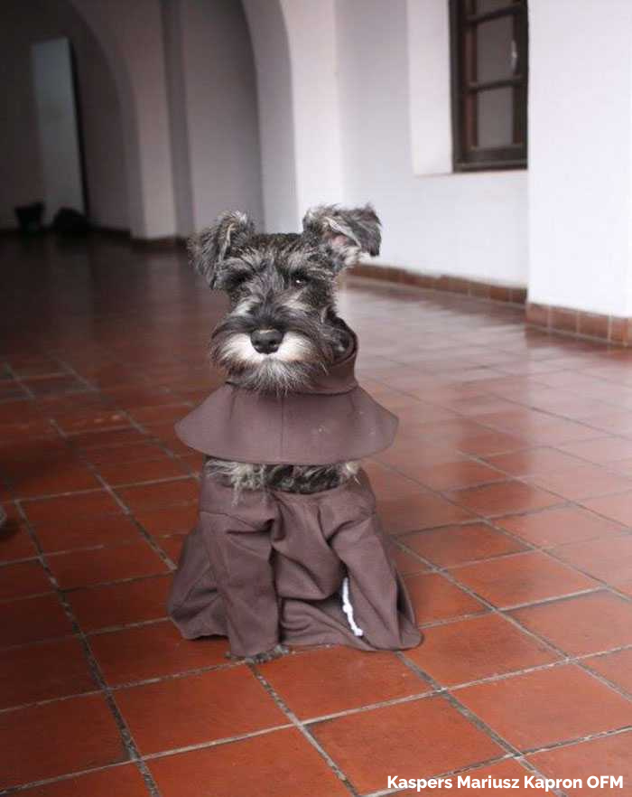 Goodable tweet media