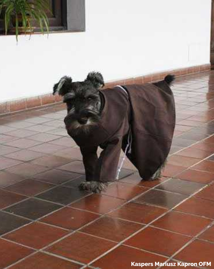 These monks found a stray dog and decided to adopt it.

He's now known as Friar Moustache.

He spends his day strolling around the monastery and bringing joy to others.