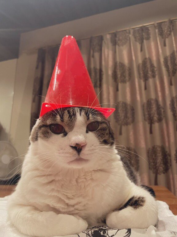 CatWorkers's tweet photo. (Road safety cat has appeared. Retweet for 13 minutes of road safety.) https://t.co/OQY5zUSpbh