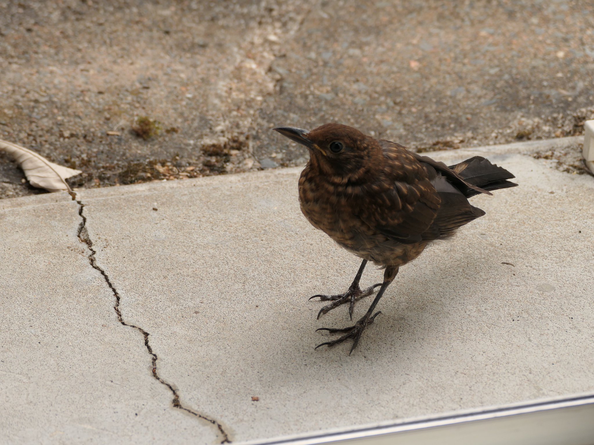 M.GARDE on Twitter "Un oiseau passe devant ma fenêtre j