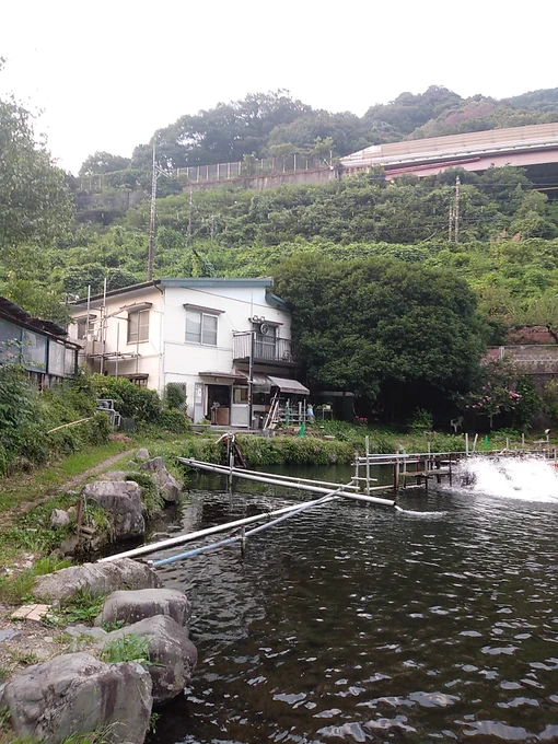 今日も浅川国際さんでした。アルピノ釣れた! 