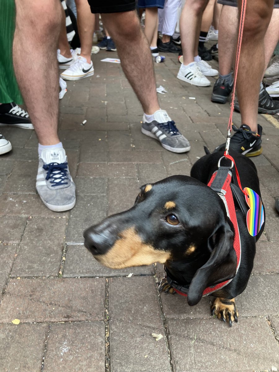 nicole_wc's tweet photo. #dogsatpride continues - George is having the time of his life! π³οΈβπ@MENnewsdesk https://t.co/rzdYMtvubf