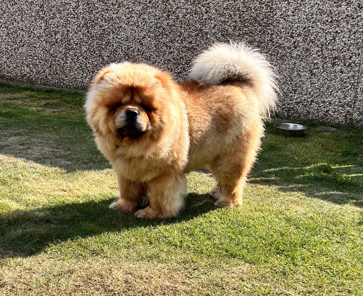 ChowchowSimba's tweet photo. My new blow dry 😍 #DogsOnTwitter https://t.co/wFjBVxYmi1