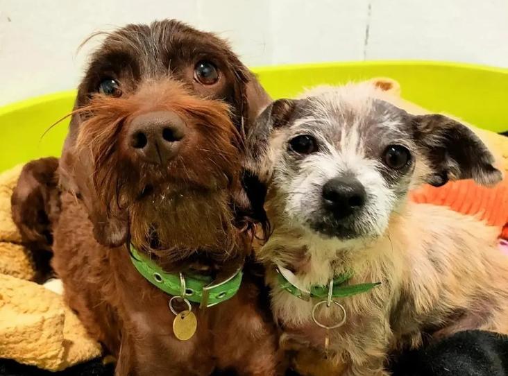 AdoptionsUk's tweet photo. Please retweet to help Stella and Lady find a home together #Cotswolds #Gloucestershire  #UK 

Bonded pair, ages 2-3 and 8-10, arrived neglected and emaciated, better now. They can live with children aged 12+.
DETAILS OR APPLY👇
https://t.co/41x2kYFmgD
#dogs #DogsOnTwitter https://t.co/wMvxgIgtXn