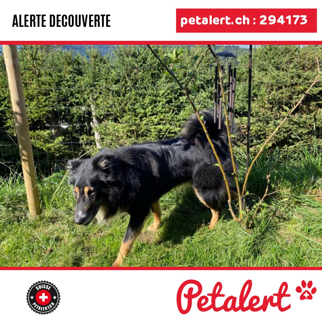 Trouvé #Chien #Fribourg #ChatelSaintDenis #Petalert  #PetAlertFR / p3t.co/QYXY2