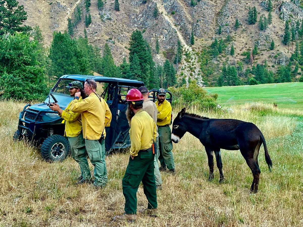 NIFC_Fire's tweet photo. #NationalFireNews: 42 large fires &amp; complexes have burned 271,897 acres in 9 states. 9,600+ wildland firefighters &amp; support personnel are working across the country.📷@BLMFire UAS pilots flying from an ag field, met by a curious mule, near the #PorphyryFire on the @PayetteForest. https://t.co/RI7qnAaRkw