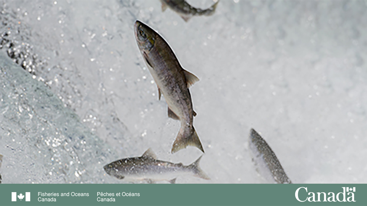 sportfishingbc's tweet photo. From August 29 to September 15th you can fish for 2 #sockeye salmon during daylight hours in parts of #QuesnelLake, Region 5A. FN0954 https://t.co/kS7rk7wIow https://t.co/TOWY8cQRoH