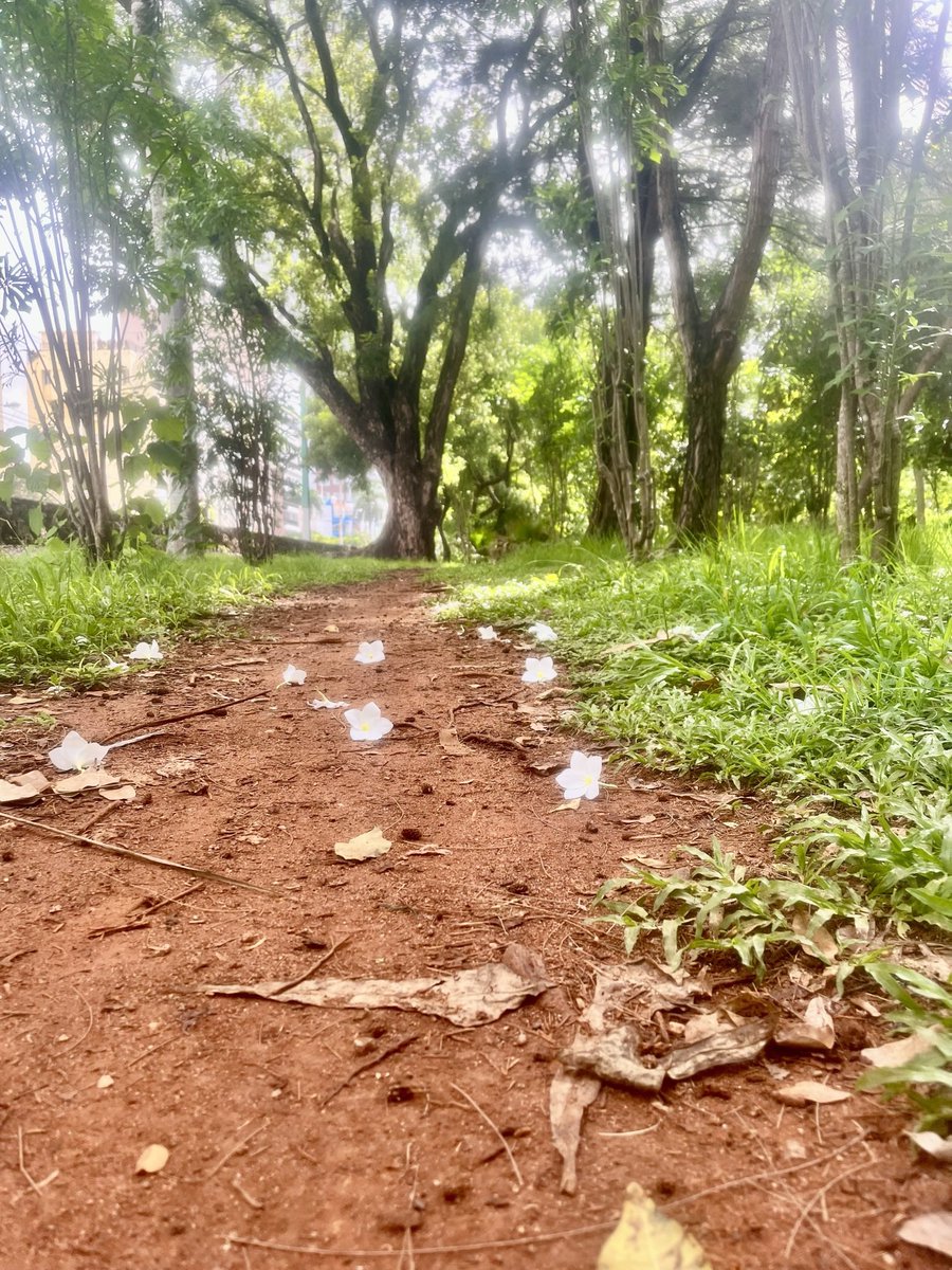 #FelizSabado  buen día para caminar en el #parquemiradorsur #CaminoVerde #flores #amigosdelparque  #marcapais