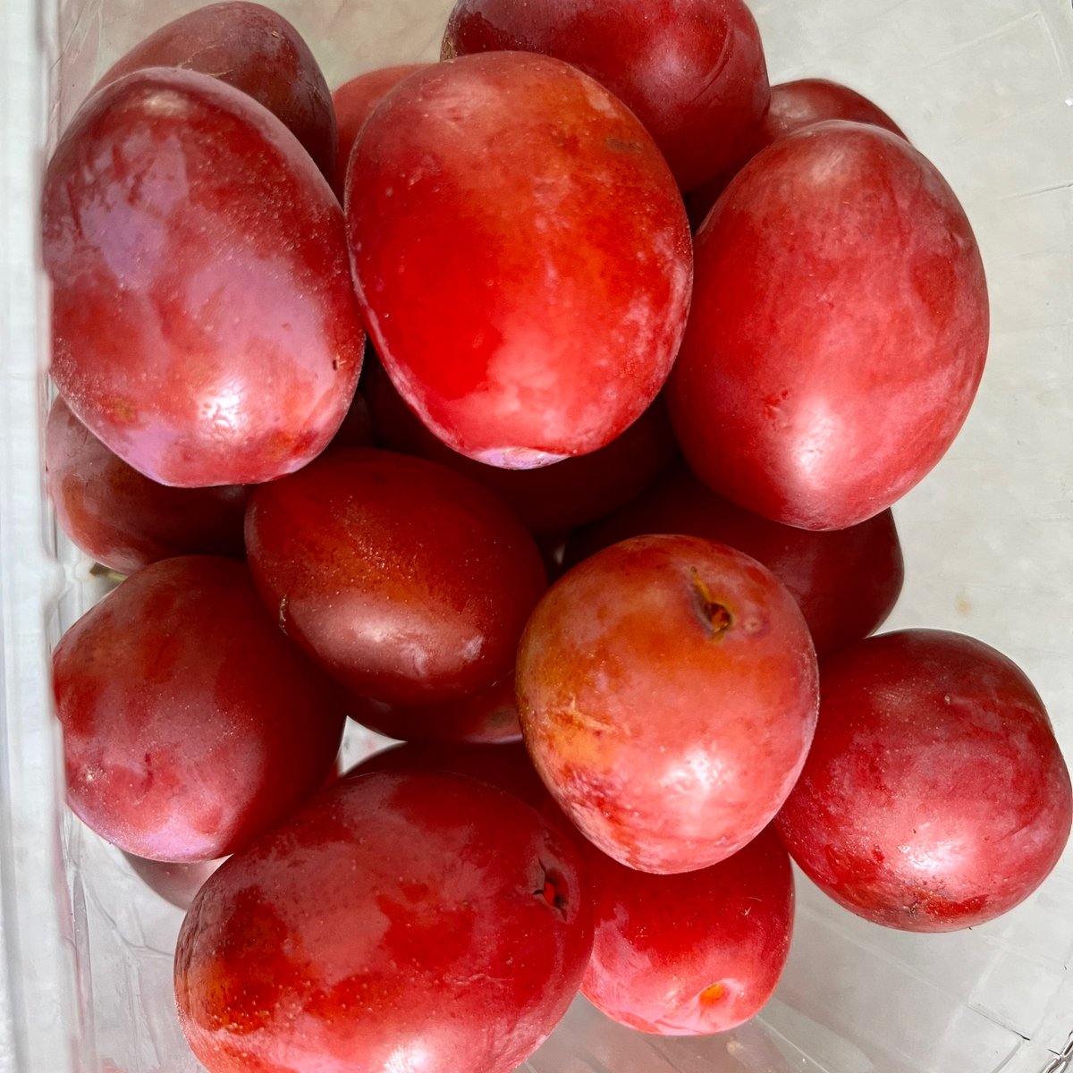 pottyplotters's tweet image. Julia was speechless when Barry left his plums on her table 😉 Find out later what she did with them 😋

#allotment #allotmentlife #gyo #growyourown