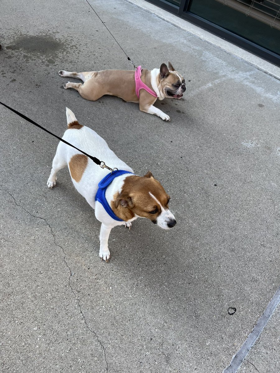 INDStateRex's tweet image. Edith and Tucker enjoyed participating in the 8th Annual Diversity Walk this morning!  Edith had to take a quick break during the 1.5 mile downtown Terre Haute walk. Great job @HCIonline for hosting the event. #HauteHounds