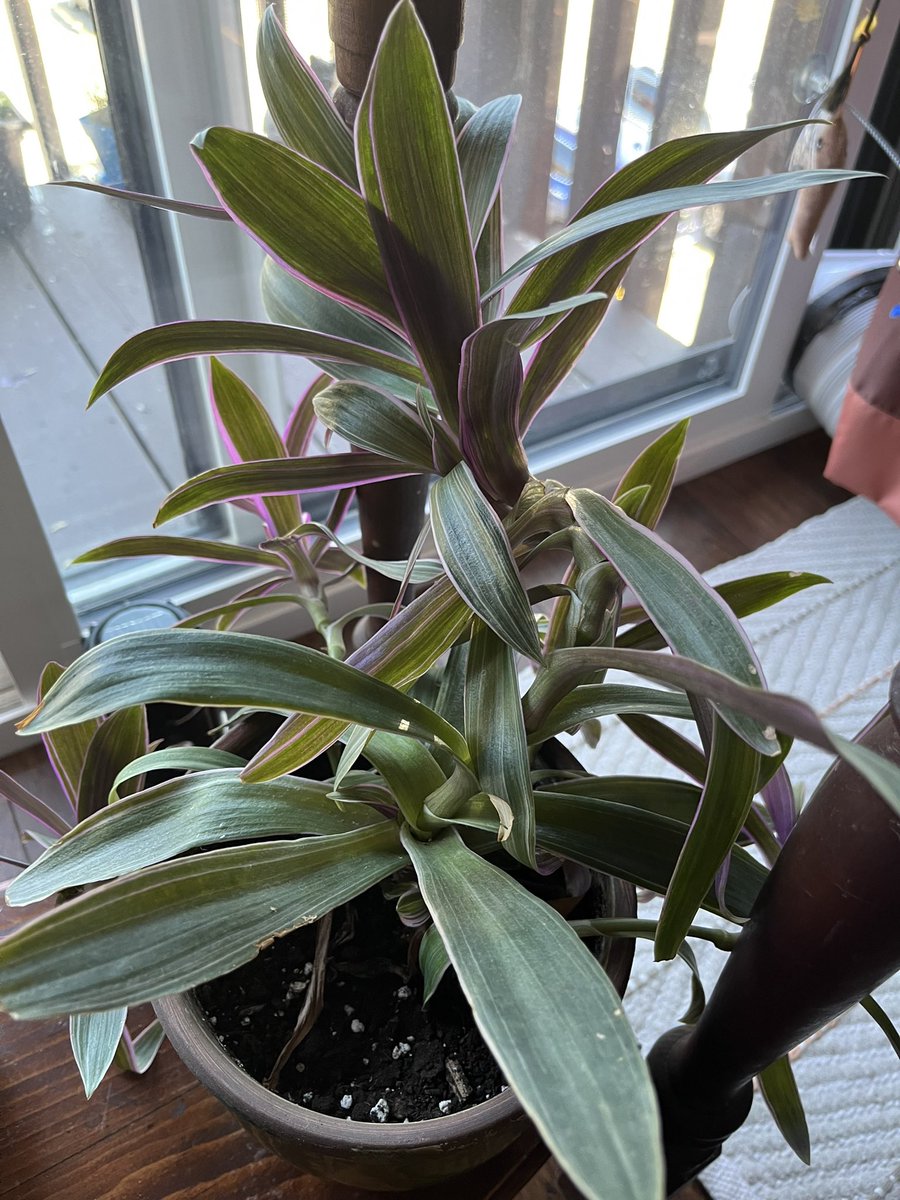 dawn_kimmy_nl's tweet photo. Does anyone have a plant like this? Should I be cutting it or what do I do with it? I’m using the table to support it but it grows kinda strange and it cannot support itself. #planthelp #plantbabies https://t.co/KjcF0vmHYV