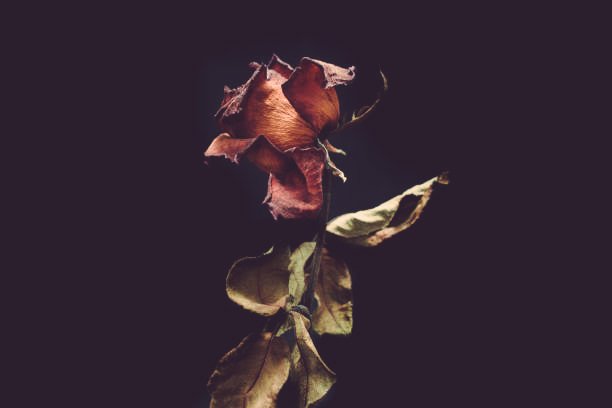 Bir kıyamet koptu beynimde, karardı gözlerim
Hâfızamda gömdüğüm kabri arardı gözlerim

|İsmail Safa