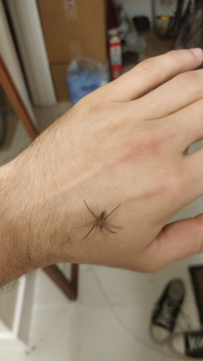 Cyprys_'s tweet photo. I got so high, I got over my arachnophobia

He's a happy little guy 😊 https://t.co/g1fL8Cf3FR