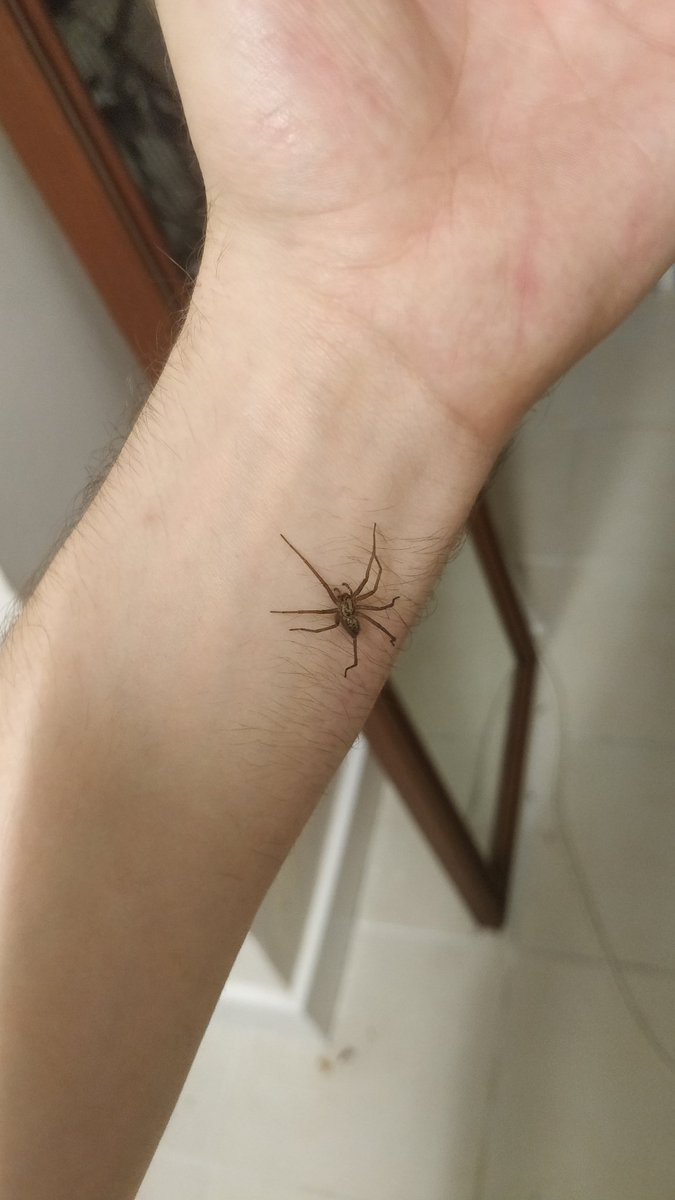 Cyprys_'s tweet photo. I got so high, I got over my arachnophobia

He's a happy little guy 😊 https://t.co/g1fL8Cf3FR