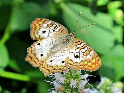 roykelley's tweet photo. Butterfly, Lewis Ginter Botanical Garden, Richmond, Virginia USA IMG_8773
Canon PowerShot G11 Camera
Photograph by Roy Kelley
Roy and Dolores Kelley Photographs
#Butterflies #Nature #NaturePhotography #LewisGinter https://t.co/cIb3zHttXp