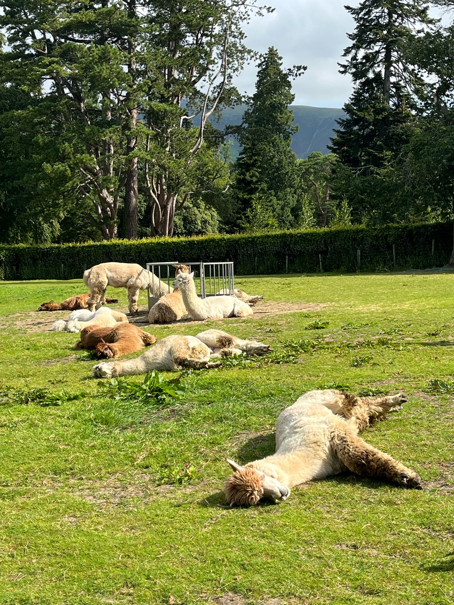 So the game is called Sleeping Tigers, and you have to pretend to be asleep and then one person is “It” and they go around and try to prove that you’re not asleep…only when we play it no one is “It” and everyone is asleep and there are no tigers.