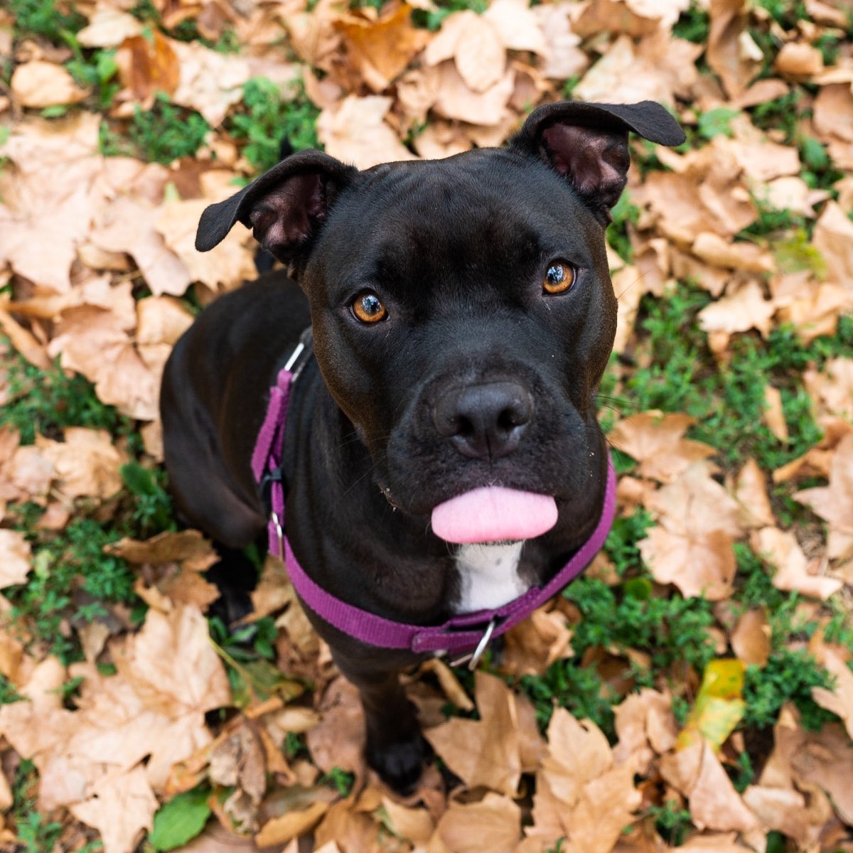 The Dogist tweet media