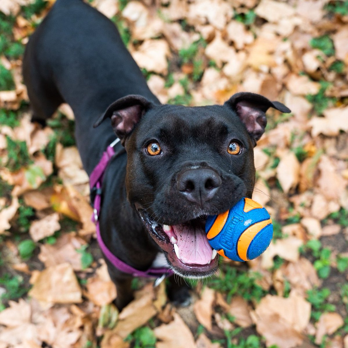 The Dogist tweet media