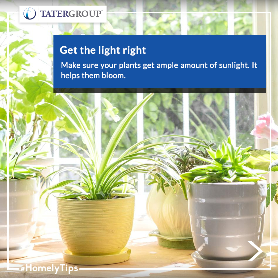 TaterRealty's tweet photo. Growing your own food provides food security and gives you the opportunity to eat the freshest produce available. Don't worry if you have no room for a garden in the yard; indoor gardening can be simple if you know how.
#HomelyTips #IndoorGarden #GardeningTips #HomeDecorTips https://t.co/GbCBch3pmg