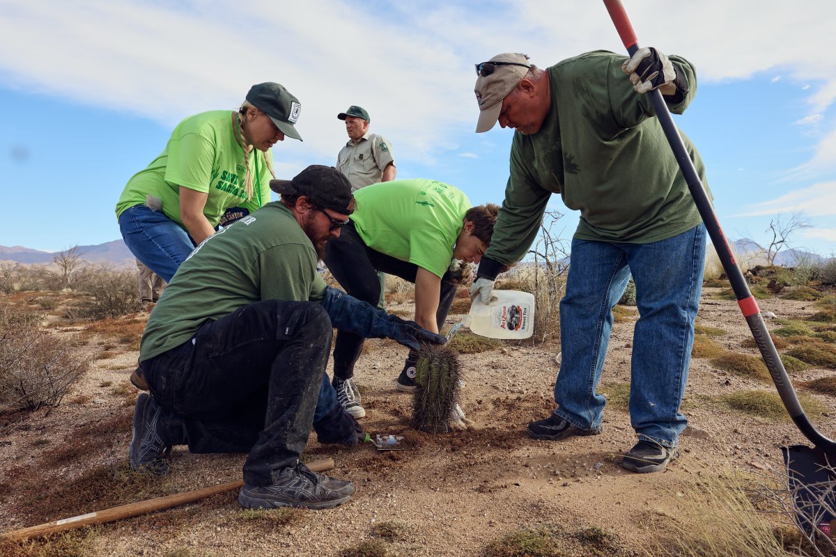 bioGraphic's tweet photo. Replanting cacti can be a thorny undertaking. But nonetheless, a dedicated group of conservationists &amp; volunteers are working tirelessly to restore the flora in wildfire-ravaged regions of the Sonoran Desert. For more: https://t.co/8YFeDv5W1K ✍️ 📷 @WroteElizabeth https://t.co/zut8ostGMP