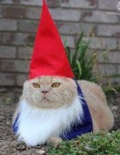 Sahar_A_Writes's tweet photo. @CatWorkers @kokonananya Hmm, Road Safety Cat or Garden Gnome Cat? Retweet for 13 minutes of cute backyard decoration/inevitable destroying of plants but enriched soil from vast cat poop. #samesame #butdifferent #CatsOfTwitter https://t.co/OASyOZyEGv