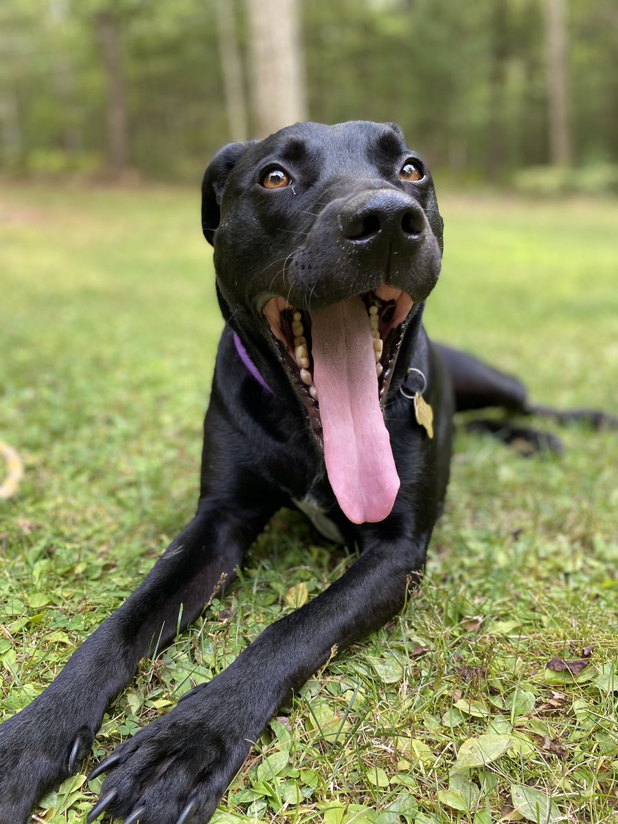 Kaija DeWitt-Allen tweet media