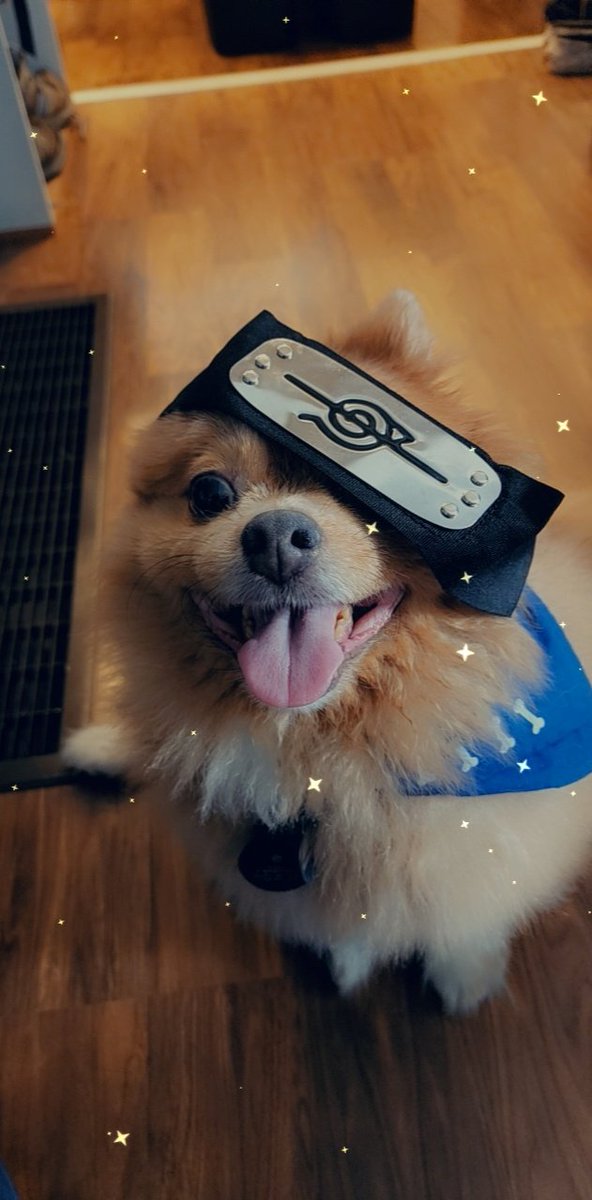 WildlyKitt's tweet photo. @gamers_cosmic Vish says you are loved very much and he can't wait to see you and bumbum again!! https://t.co/L0GQVDbtId