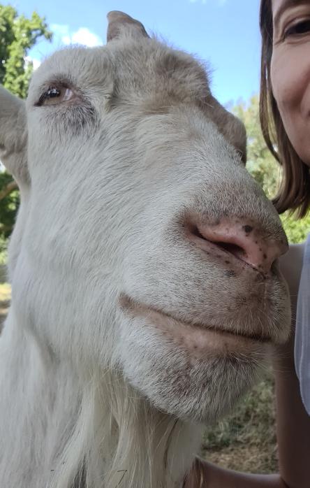 tina_ppd's tweet photo. #GoatsRule especially when they are as affectionate as those @ButtercupsGoats https://t.co/GXpyXUX1yq