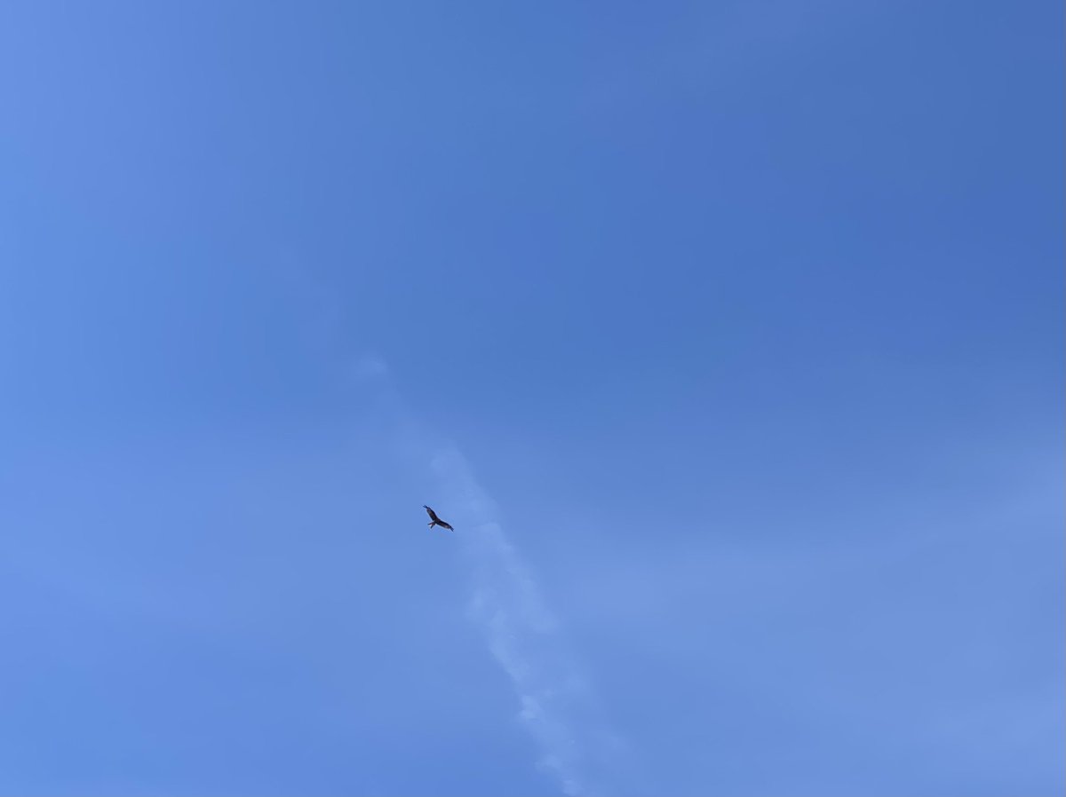 Juno340's tweet image. Wow Red kite over Swansea town centre