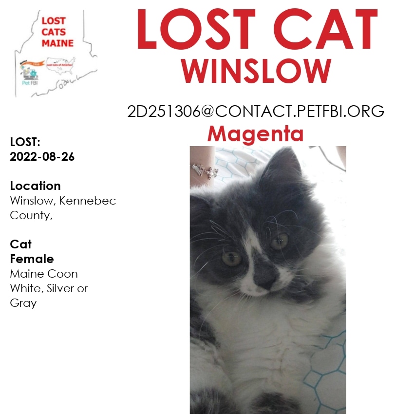 LostDogsMaine's tweet photo. #Lost  #Cat - 
Date Lost:  2022-08-26 
 Cat's Name: #Magenta 
Breed of  Cat:  Maine Coon 
Gender:  Female 
Closest Intersection:  Winslow, Kennebec County, ME, US, 04901.  #ME 
Zip Code:  04901 
Color:  White/Silver or Gray  
 Cat 's Age:  0.5 
  #PetFBI https://t.co/r7ap5LgozO