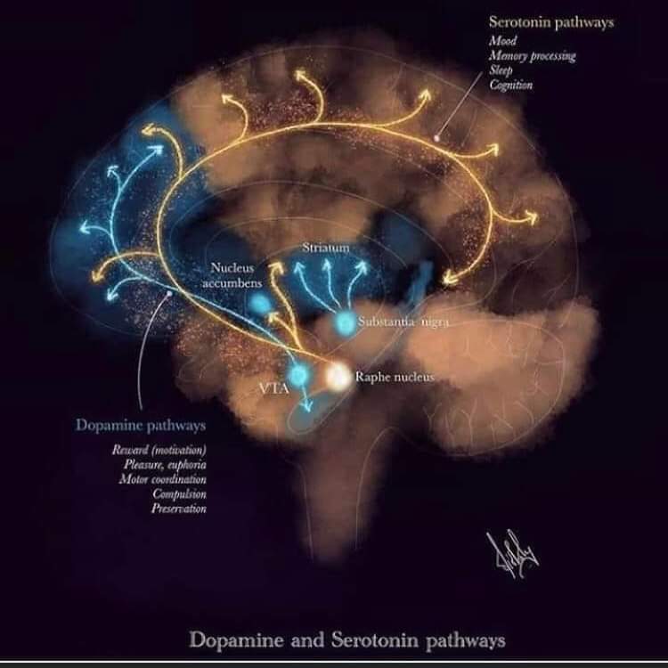 controldeldolor's tweet photo. Rutas de Dopamina y Serotonina en el Cerebro.
El dolor crónico parece ser la causa de que el cerebro libere serotonina (5-HT) a la médula espinal.
#DolorCronico
#ControlDelDolor
#NeuroaxisMx https://t.co/WguoQjUBGS