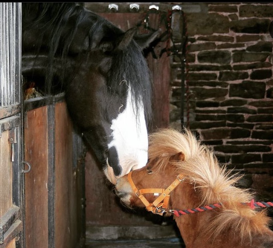 equinepathwaysuk tweet media