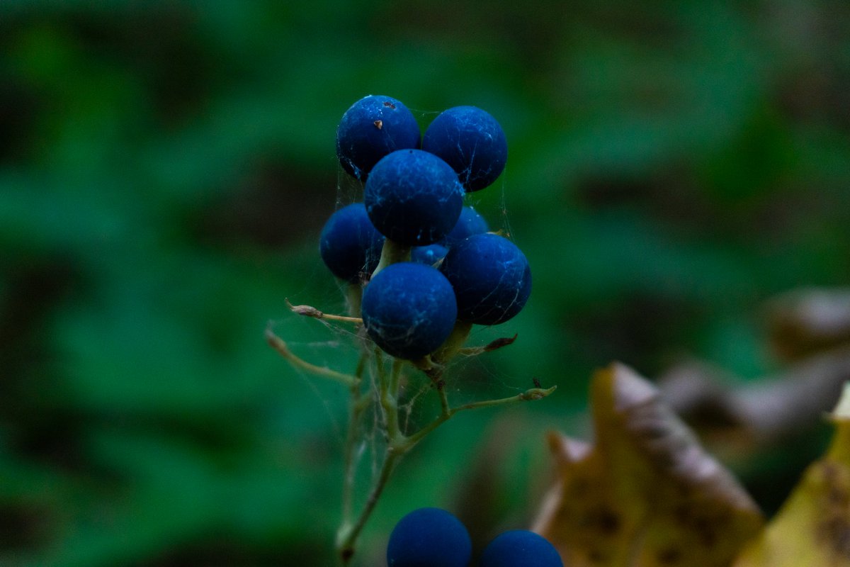 digitaldrew92's tweet photo. Some photos I took on a hike out near Port Elgin, some really nice #wildlife out in the park we went to. #photography #nature #hiking https://t.co/vMXdVDveOk