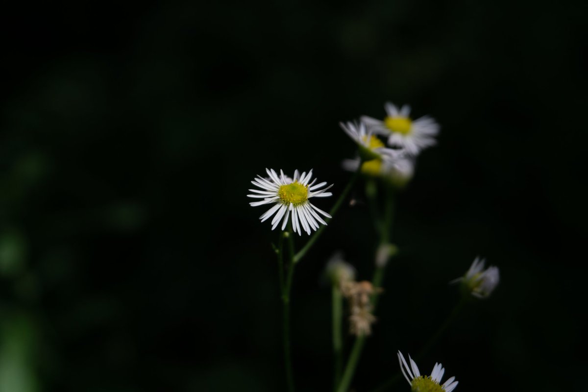 digitaldrew92's tweet photo. Some photos I took on a hike out near Port Elgin, some really nice #wildlife out in the park we went to. #photography #nature #hiking https://t.co/vMXdVDveOk