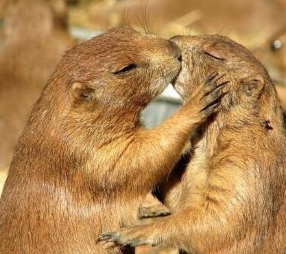 lunadecache's tweet photo. L'Amour 😍❤️ https://t.co/HwZwxcdPG0