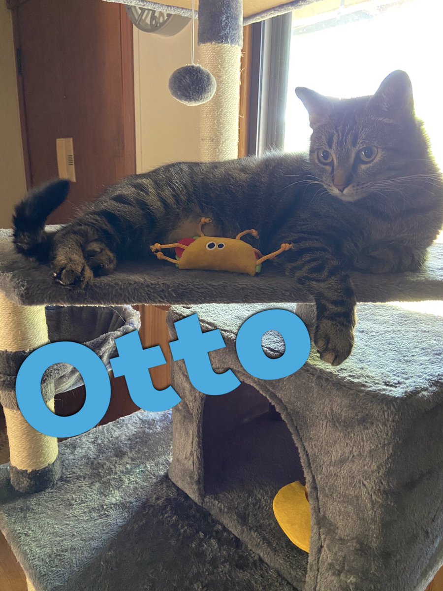 RupertWheeler2's tweet photo. Happy #Caturday everyone! Time to pawty! 🥳 Hope yous have a pawsome weekend! ❤️😸 #CatsOfTwitter #TabbyTroop #SaturdayMood https://t.co/dPF8yC82yz