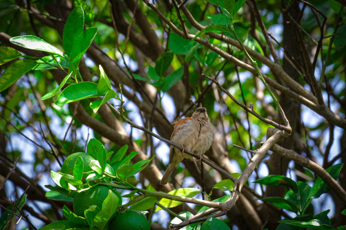 G Studio tweet media