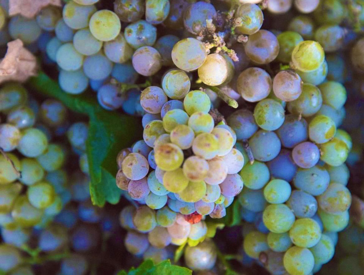 NewMexicoVibes's tweet photo. #Malvasia Bianca / Gerwurtztraminer #Harvest2022. @riograndewinery #NewMexico #NMWine    #Winery  📷: Rio Grande Winery https://t.co/3QtHoGvxdg