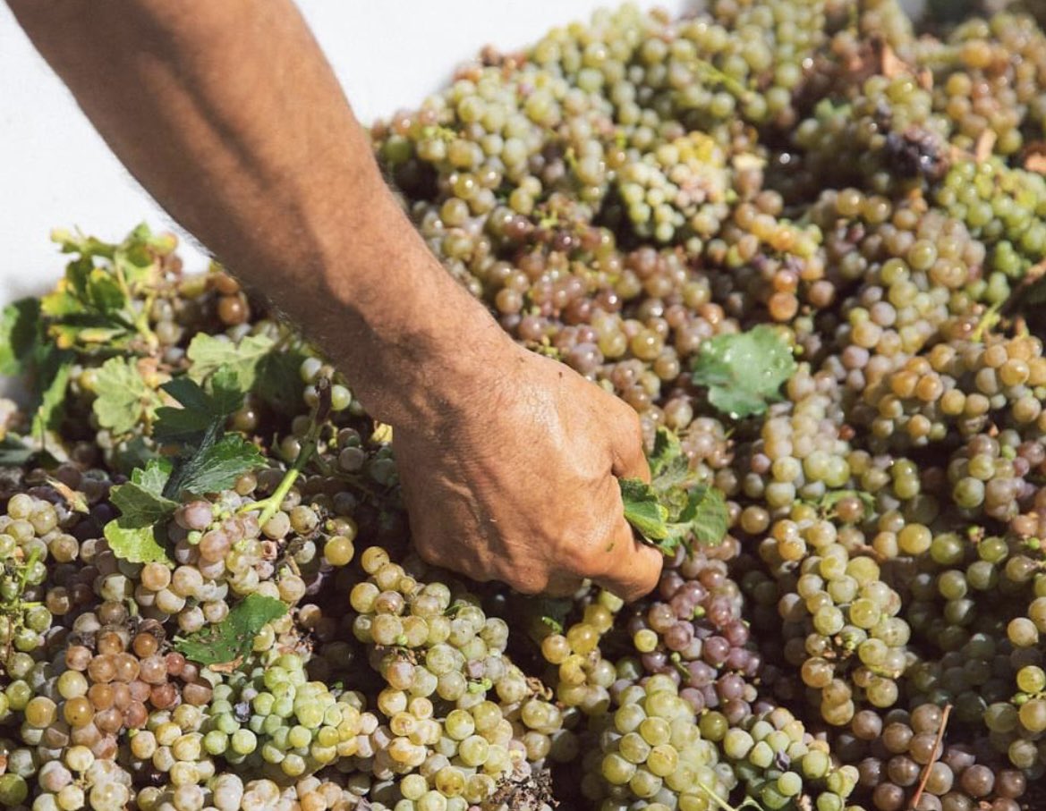 NewMexicoVibes's tweet photo. #Malvasia Bianca / Gerwurtztraminer #Harvest2022. @riograndewinery #NewMexico #NMWine    #Winery  📷: Rio Grande Winery https://t.co/3QtHoGvxdg