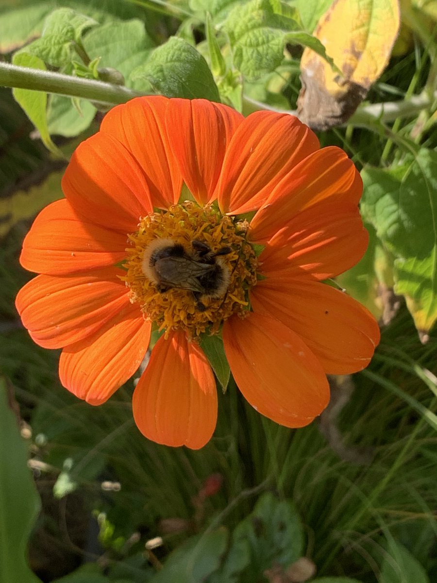 Tithonia is a favorite 🥰🐝🦋