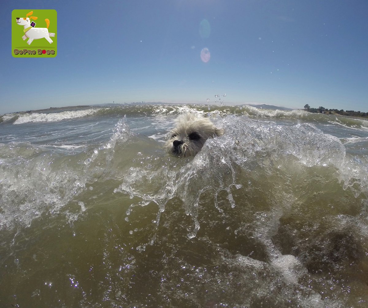 GoProCharlie1's tweet image. GoPro Charlie! The surfing Shih Tzu! 🐶🦁🏄‍♀️🌊💦😎 #surfdog #surfingshihtzu #GoPro #GoProHero10 #goprodogs #goprocharlie #dogxelebration #landofdogs #dogsoftwitter 🐶🦁🏄‍♀️🌊💦😎
