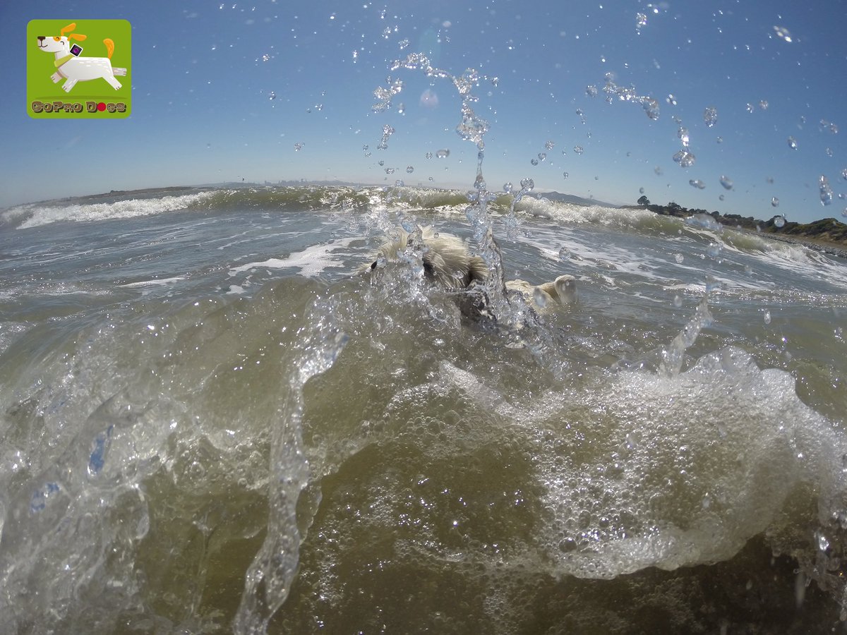 GoProCharlie1's tweet image. GoPro Charlie! The surfing Shih Tzu! 🐶🦁🏄‍♀️🌊💦😎 #surfdog #surfingshihtzu #GoPro #GoProHero10 #goprodogs #goprocharlie #dogxelebration #landofdogs #dogsoftwitter 🐶🦁🏄‍♀️🌊💦😎