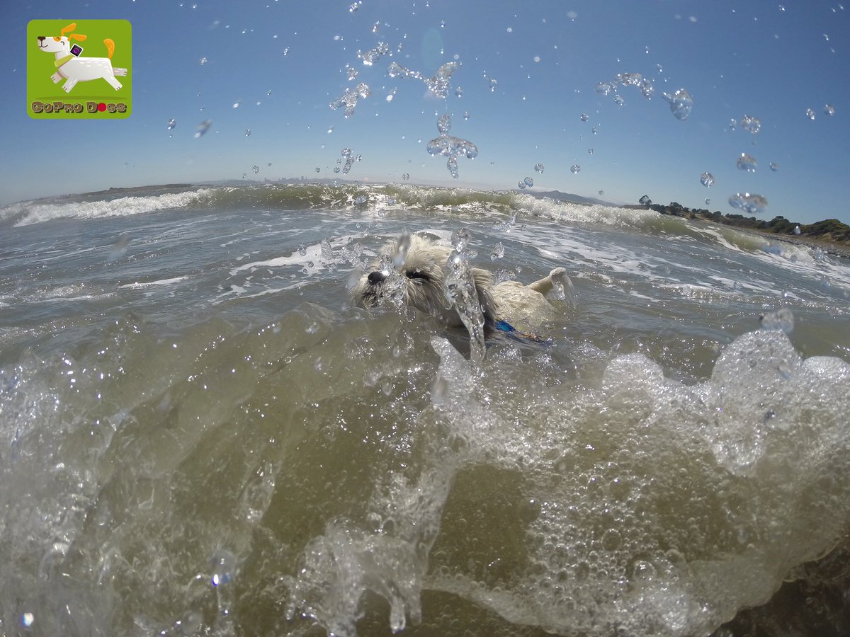 GoProCharlie1's tweet image. GoPro Charlie! The surfing Shih Tzu! 🐶🦁🏄‍♀️🌊💦😎 #surfdog #surfingshihtzu #GoPro #GoProHero10 #goprodogs #goprocharlie #dogxelebration #landofdogs #dogsoftwitter 🐶🦁🏄‍♀️🌊💦😎
