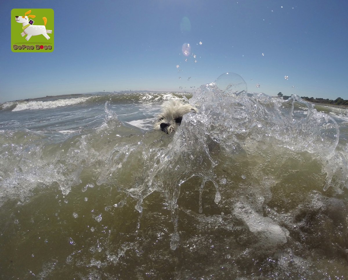 GoProCharlie1's tweet image. GoPro Charlie! The surfing Shih Tzu! 🐶🦁🏄‍♀️🌊💦😎 #surfdog #surfingshihtzu #GoPro #GoProHero10 #goprodogs #goprocharlie #dogxelebration #landofdogs #dogsoftwitter 🐶🦁🏄‍♀️🌊💦😎