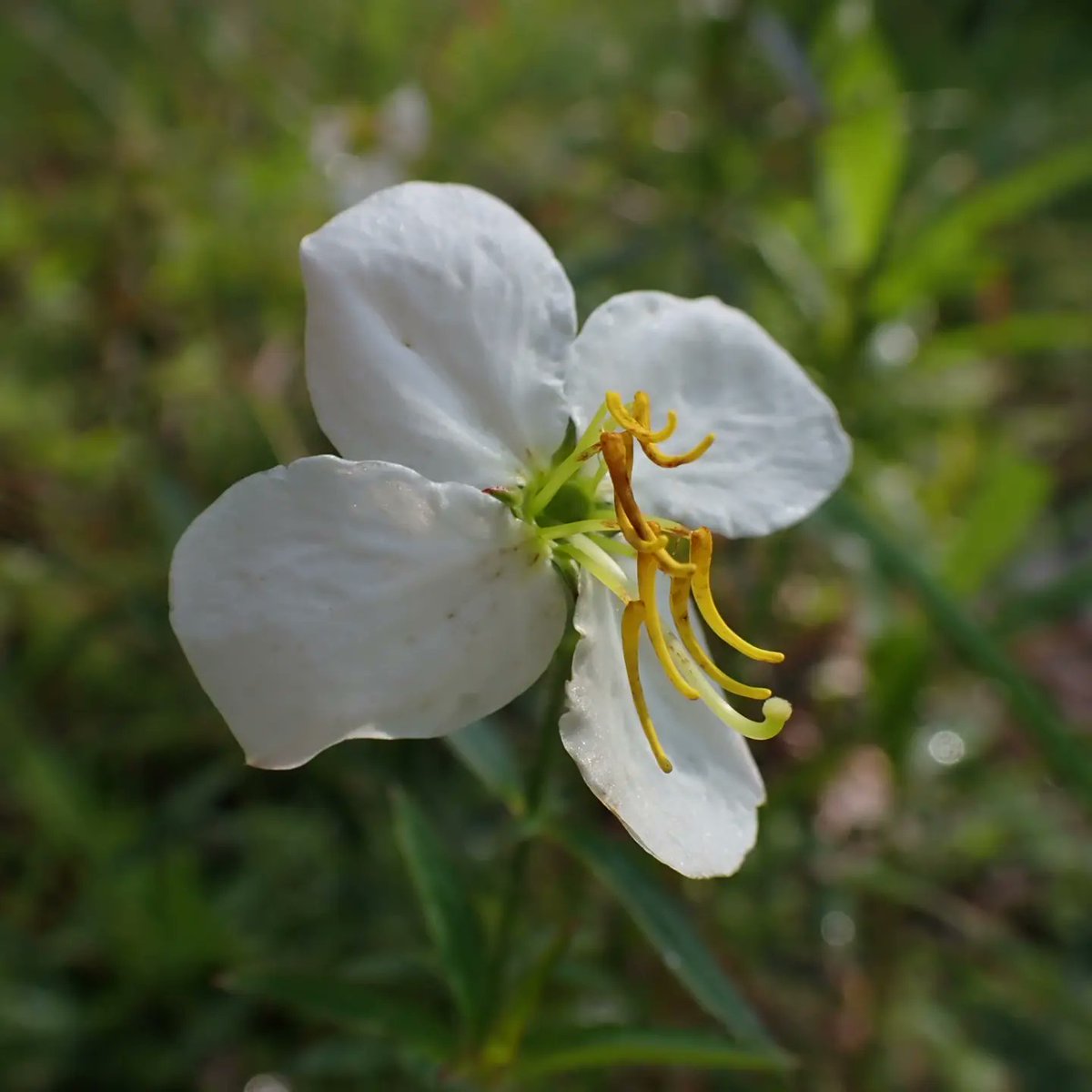 ScienceBurger71's tweet photo. Don't forget your local parks when combing for wildflowers and cool little insects! Lake Rim Park #naturephotography #hikelocal @CityOfFayNC https://t.co/4fOX6oezpC