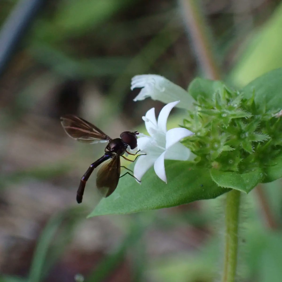 ScienceBurger71's tweet photo. Don't forget your local parks when combing for wildflowers and cool little insects! Lake Rim Park #naturephotography #hikelocal @CityOfFayNC https://t.co/4fOX6oezpC