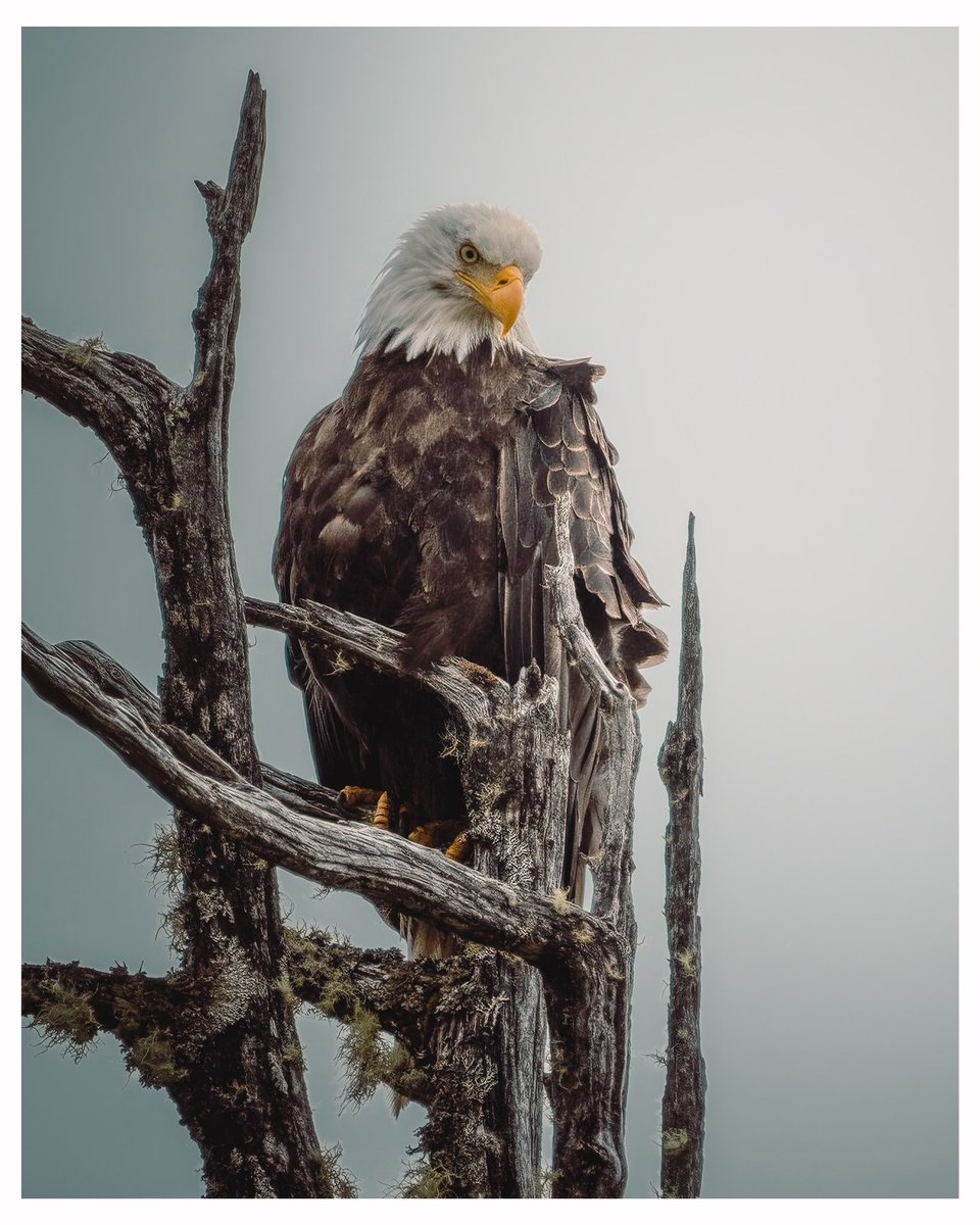 High on top of the forest’s edge.  Where the bough meets the wave.  An Eagle observes from high above perched upon his throne.  

#eagle #wildlife #Nowshera